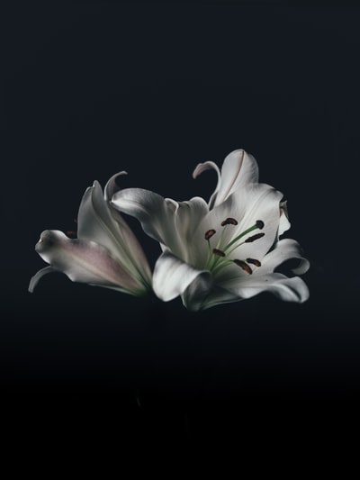 白东方百合的花
